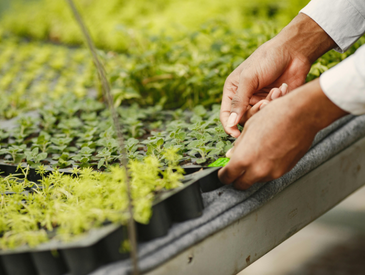 Les mains dans la terre au Pépilab
