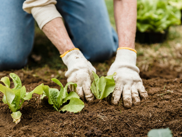 Jardinage à la petite ferme urbaine